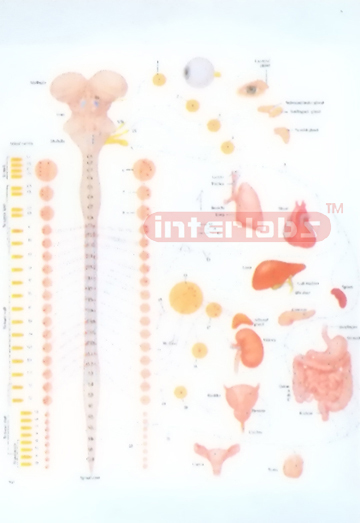 AUTONOMIC INNERVATION AND FUNCTION MODEL